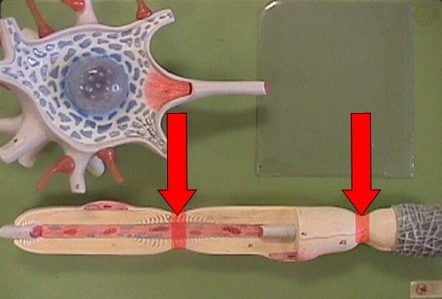 knowt flashcard image