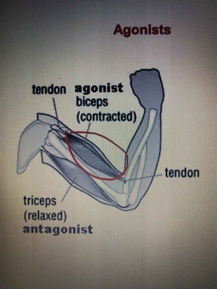 <p>major force producing movement</p>