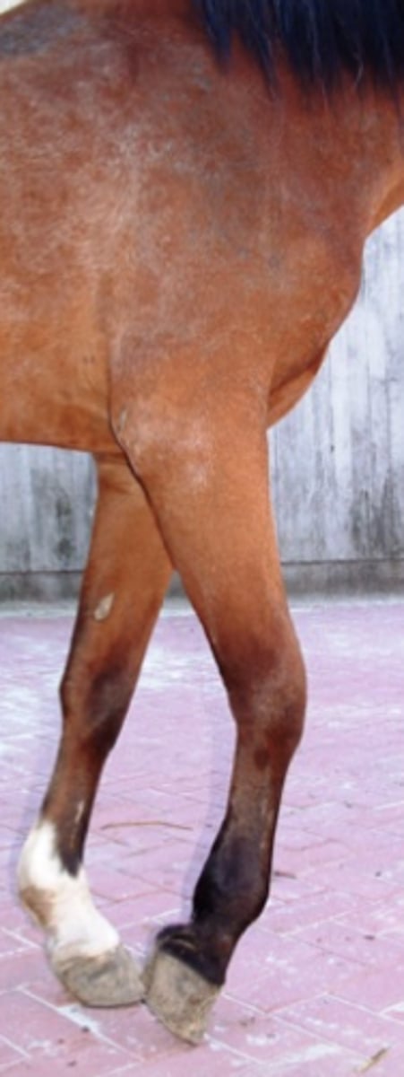 <p>Du bliver præsenteret for en meget halt hest med “dropped elbow”, som på billedet. Du er bekymret for at hesten har en fraktur. Hvad er den mest sandsynlige diagnose?</p><p>- Hovbens fraktur</p><p>- Olecranon fraktur</p><p>- Mid body metatarsal fraktur</p><p>- Os carpale III fraktur</p>