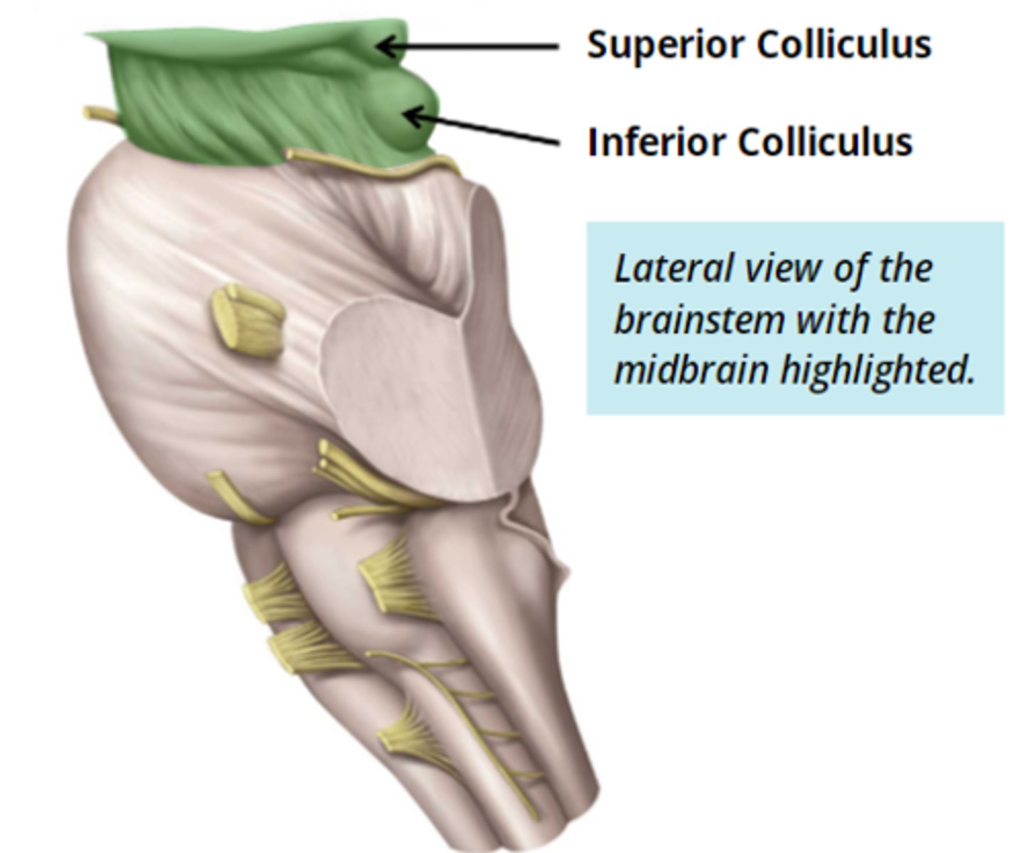 <p>- posterior-laterally midbrain</p>