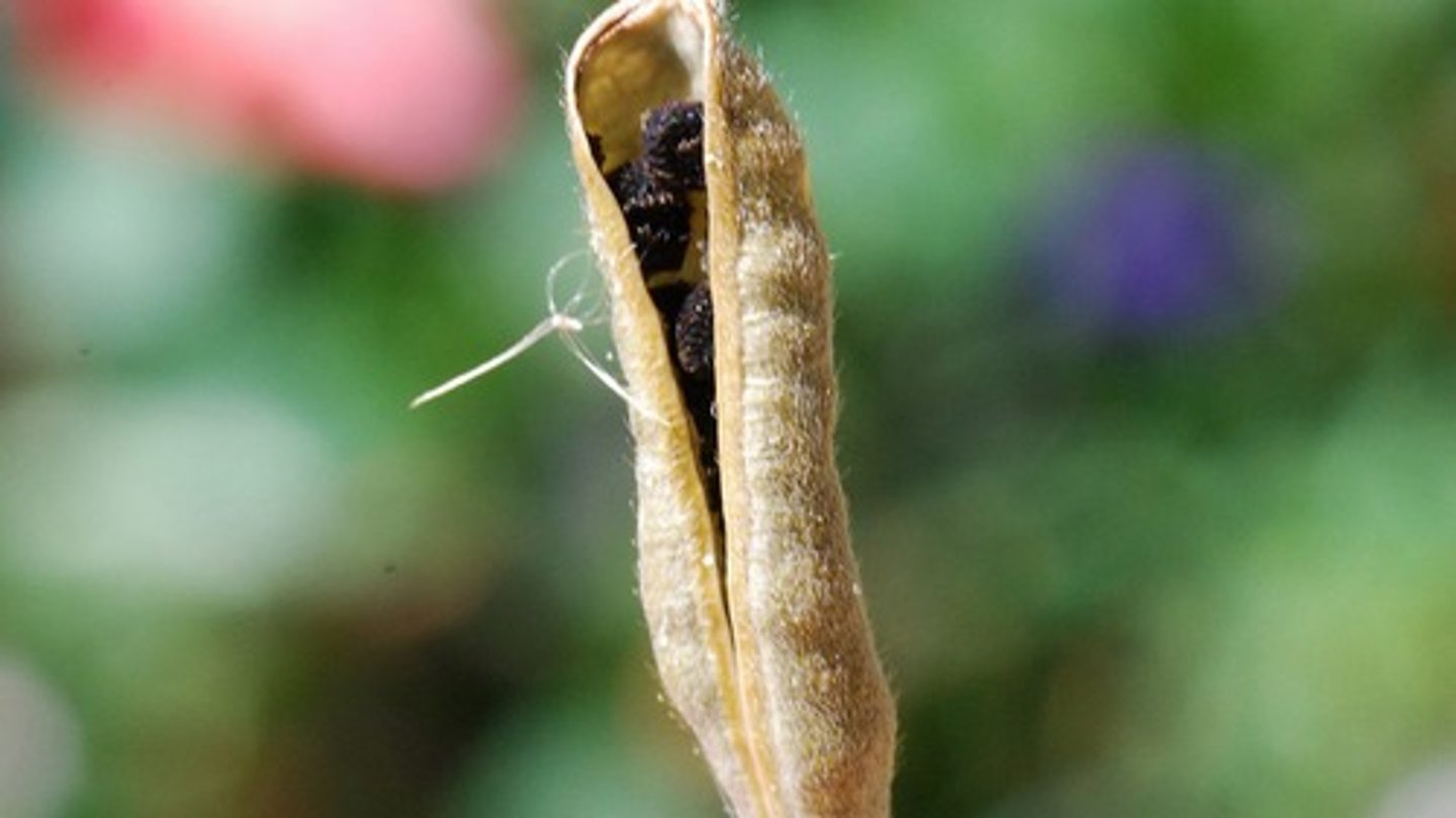 <p>(simple, dry, dehiscent)</p><p>developed from 1 carpel, splits along only one line of suture (e.g., Columbine, Larkspur)</p>