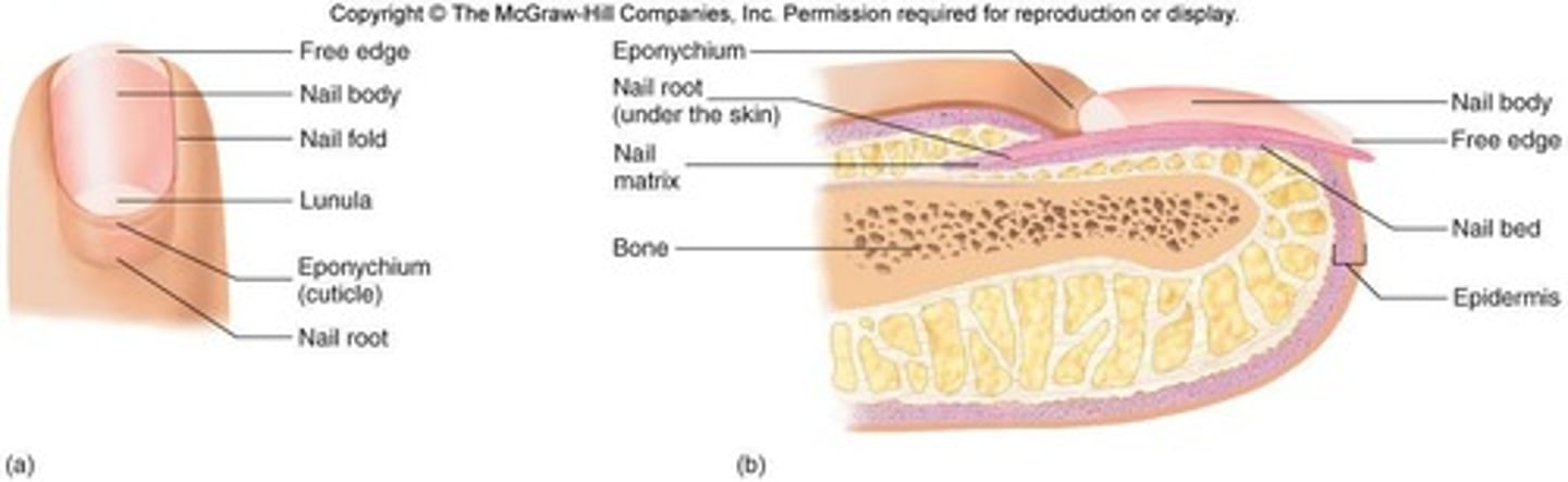<p>Nails are composed of Stratum Corneum containing hard keratin.</p>
