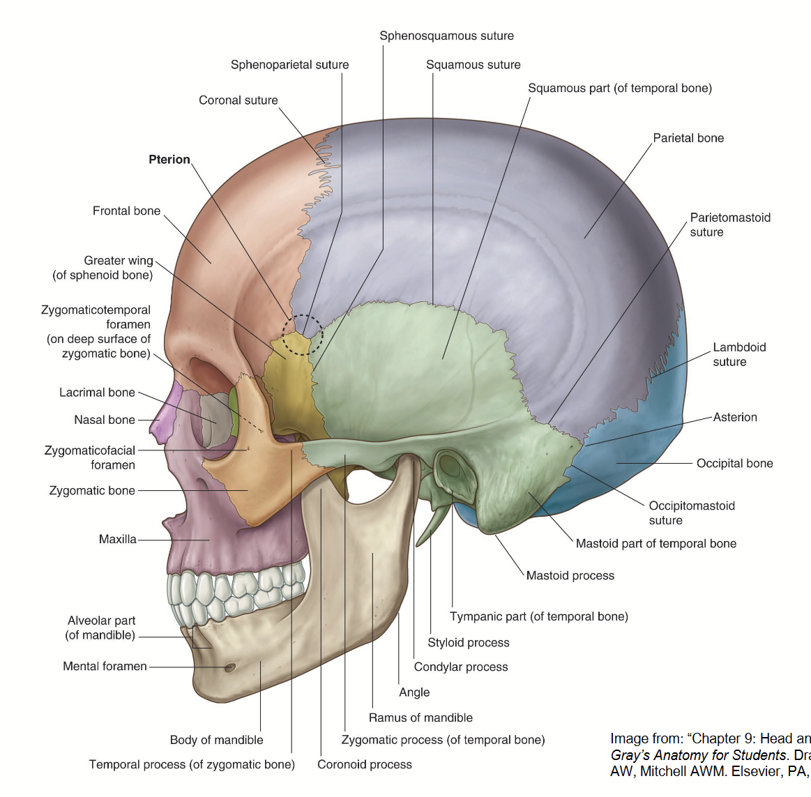 <ul><li><p>frontal bone</p></li><li><p>2 parietal bones</p></li><li><p>2 temporal bones</p></li><li><p>occipital bone</p></li><li><p>2 zygomatic bones</p></li><li><p>2 maxillary bones</p></li><li><p>mandible</p></li><li><p>2 nasal bones</p></li><li><p>sphenoid</p></li><li><p>ethmoid</p></li><li><p>2 lacrimal bones </p></li></ul><p></p>