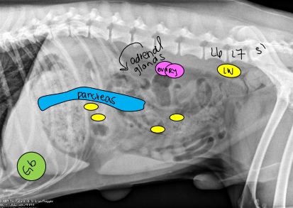 <p>What don’t you see in a normal abdomen view of Radiographs</p>