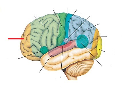 <p>the frontmost portion of the frontal lobes - especially important for decision making</p>
