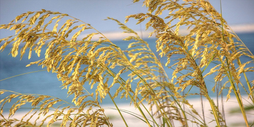 <p><span>a type of grass that grow in coastal sand dunes and beaches</span></p>