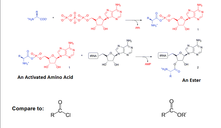 <p>esters from acyl chloride (equivalent)</p>