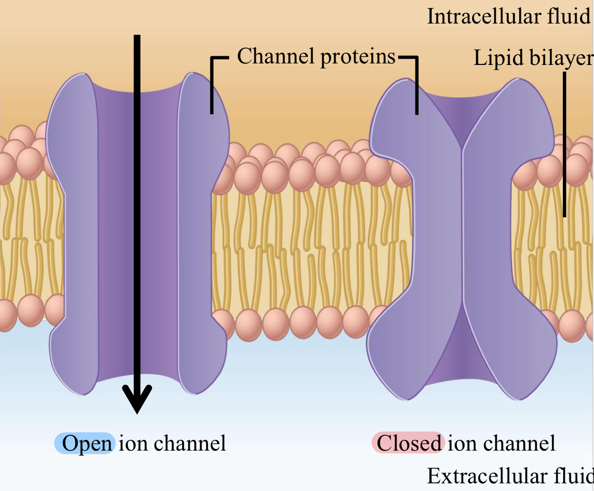 <ul><li><p>use of channels that are selective for specific ions or types of ions (ex. aquaporins)</p></li><li><p>direction + magnitude of ion flux depends on ion’s electrochemical gradient</p></li><li><p>channels are open or closed + can be gated via…</p><ul><li><p>voltage-gated: opened/closed by changes in voltage</p></li><li><p>ligand-gated: opened/closed by binding of ligand</p></li><li><p>mechanically-gated: opened/closed by mechanical stimuli (stretching or swelling of cell)</p></li></ul></li></ul><p></p>