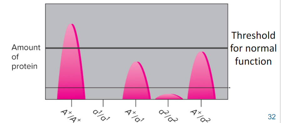 <ul><li><p>one WT allele isn’t enough</p></li></ul>