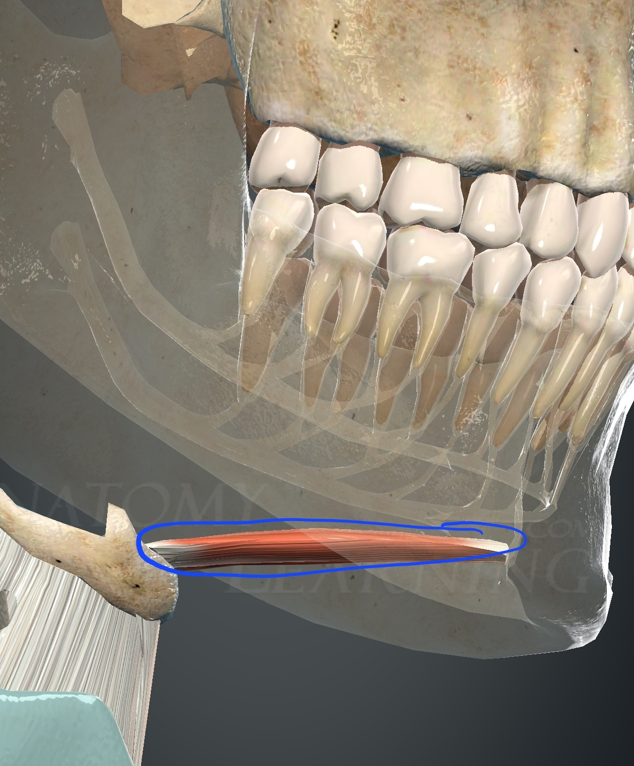 <p>What muscle is this?</p>