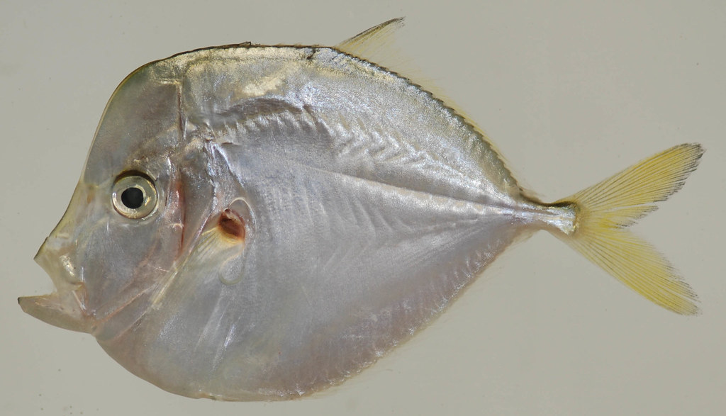 <p>Steep head profile</p><p>Similar shape to a lookdown but, the body is more elongated</p><p>Yellow causal fin</p><p>Front rays of dirsak and anal not elongate</p>
