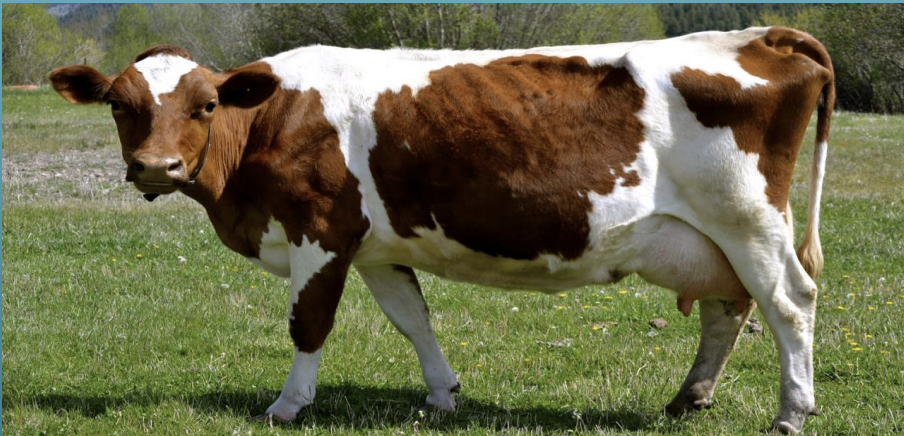 <p>what breed? </p>
