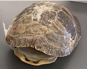 <p>Chrysemys picta bellii</p><p>Western painted turtle</p><p>Not at risk</p><p>Family Emididae</p><p>Smooth oval carapace</p><p>Range of colour from olive to brown to varying amounts of red barring and blotches</p><p>Web-like pattern on each scute</p><p>Plasteron is generally cream, yellow, pink, or red with a large black/grey blotch in the centre</p><p>Skin is green and with yellow stripes on neck and head</p><p>Adult males have a less-domed carapace, longer tails, and longer fore claws</p>