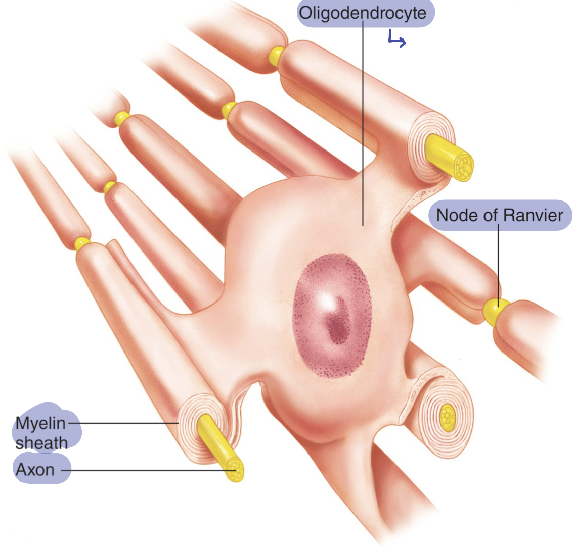 <p>supply myelin in CNS; insulation</p><p>mostly membrane and proteins (and some cytoplasm) cover the axon</p><p>one wraps around many axons (1: many)</p>