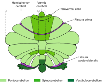 <ul><li><p>Funktion: Muskeltonus</p></li><li><p>Består af vermis og den intermediære zone af hemisfærerne</p></li><li><p>Modtager input fra medulla spinalis</p></li></ul><p></p>