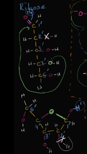 <p>This is ribose, a sugar.<br><br>It takes this form in DNA when the oxygen in the fourth carbon (think of it as a five-carbon chain) bonds with the first-prime carbon that’s attached to a double bond with an oxygen. <br><br>When this bond forms, it allows the original, double-bonded oxygen, to form a bond with a hydrogen, and thus forms that shape. <br><br>Edit this card to see what I’m talking about <span data-name="slightly_smiling_face" data-type="emoji">🙂</span>  </p>