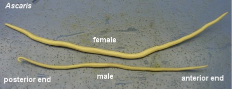 <p>Phylum?</p><p>know male vs female </p>