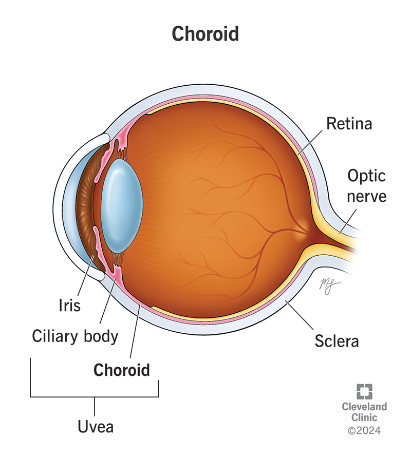 <p>Choroid </p>