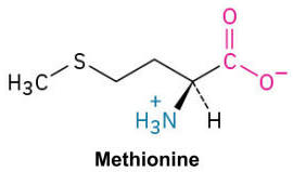 <p>An amino acid that contains a sulfur atom within a thioether group, often involved in initiating protein synthesis.</p>