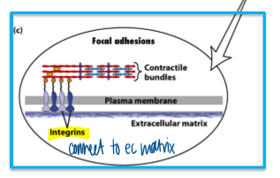 <p>contractile actin fibers (stress fibers) </p><ul><li><p>actin bundles are anchored to substratum&nbsp;</p></li><li><p>cell body is translocated</p></li><li><p>integrins connect to the ECM&nbsp;</p></li></ul><p></p>