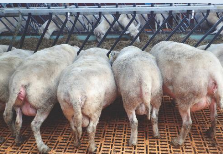 <p>lambs can equally be fed</p><p>but can get stuck</p>