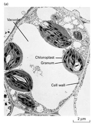 <ul><li><p>large vacuole with a single membrane</p></li><li><p>located in the centre of the cell</p></li><li><p>pushes all the other organelles against the cell wall</p></li></ul>
