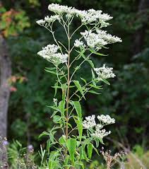 <p>Late boneset (Boneweed)</p>