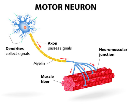 Motor end plates are located at the end of a motor neuron axon, opposite the cell body. Motor end plates are the presynaptic terminal where a motor neuron connects to a target muscle cell. It is from the motor end plant that a motor neuron is able to transmit a chemical signal to the muscle cell, causing muscle contraction.