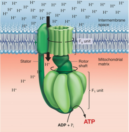 <p>proton-driven rotor and ATP-generating enzyme; F<sub>0</sub> unit spins as protons pass through; shaft transmits the rotation to the F<sub>1</sub> unit, causing it to make ATP from ADP and P<sub>i</sub></p>