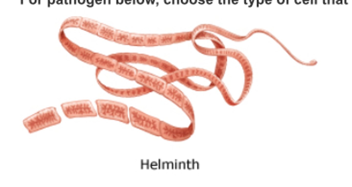 <p>TH2 cells</p>