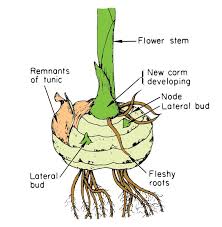 <p>similar to bulbs just without leaves, underground stems </p>