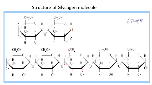 <p>-Storage polysaccharide in animals; Can only last about a day; Stored in liver and muscles -made up of Alpha glucose (same direction every time) -Carbons 1-4 &amp; 1-6 (when branching) forming glycosidic linkages -Helical Branched structure</p>