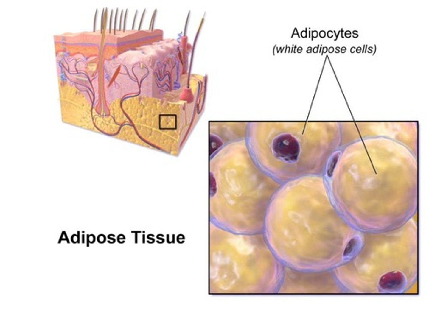 <p>also known as the subcutaneous fascia is the innermost layer of the skin consisting of connective tissue and adipose (fatty tissue)</p>