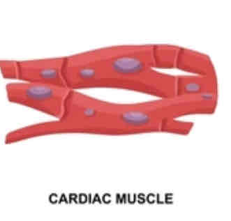 <p>What are some notable things about cardiac muscle?</p>