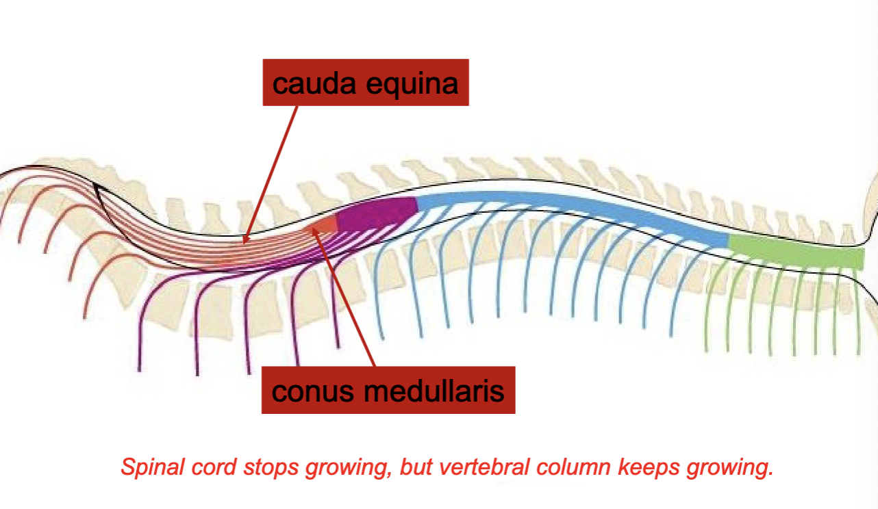 <p>2 spinal cord enlargements: 1. cervical enlargement - throacic limbs 2. Lumbosacral enlargement - pelvic limbs &amp; some Autonomatic for Urogenital fxn</p><p>Why? more muscles &amp; skin in those regions &amp; they need more neurons to innervate them</p>