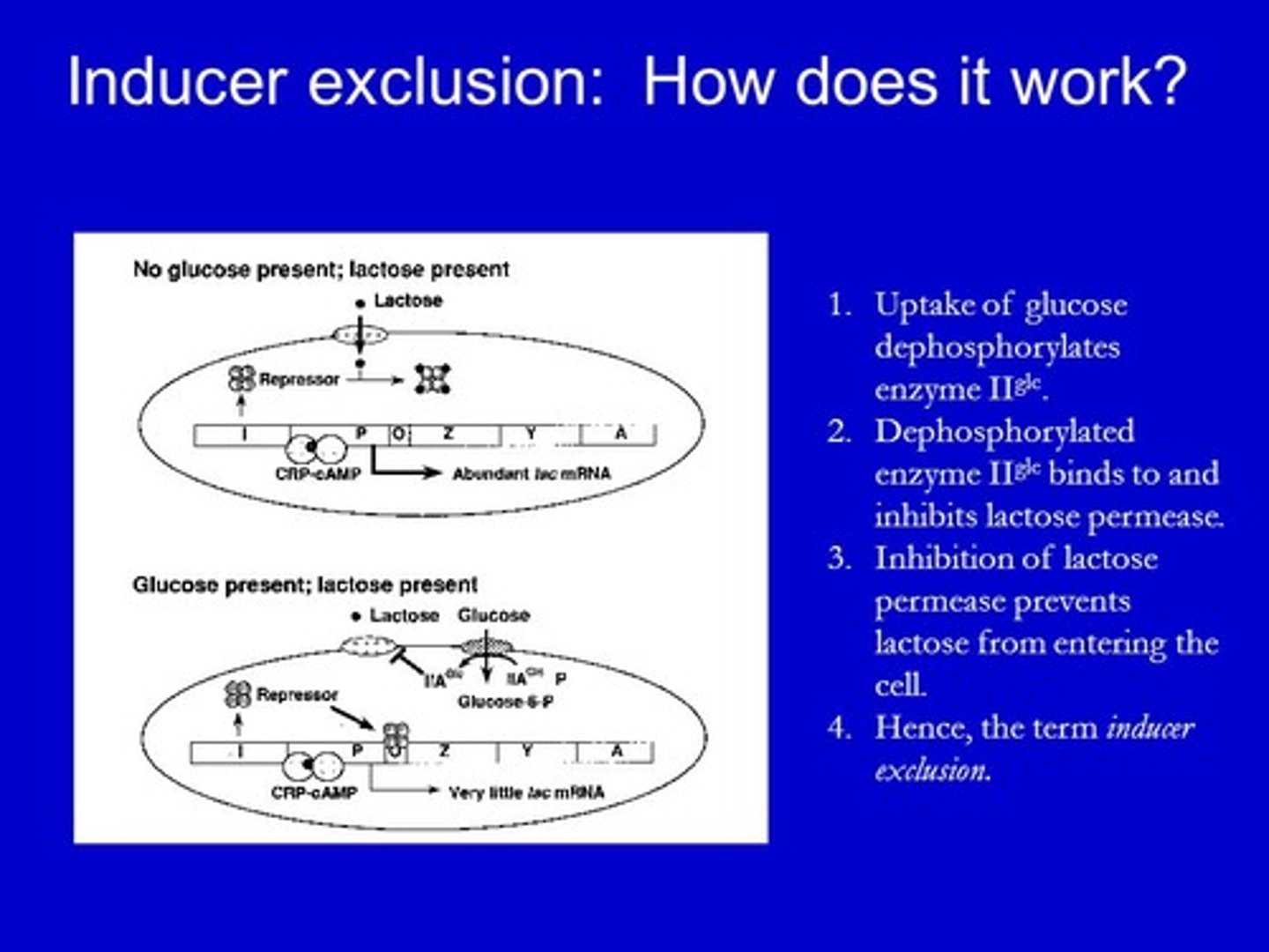 <p>When there are equal amounts of glucose and lactose, the lac operon will not be transcribed because glucose that is transported into the cell signals an intermediate protein to bind to lactose permease and prevent it from transporting lactose into the cell. Now, because there is no lactose in the cell, its metabolite, allolactose, will not bind to and inhibit the repressor protein. For this reason, RNA polymerase is unable to transcribe the lac operon genes.</p><p>The inducer exclusion effect is when a molecule (the intermediate protein that binds to lactose permease) stops the transcriptional inducer (allolactose) from entering the cell/nucleus, preventing it from binding to its target repressor protein.</p>