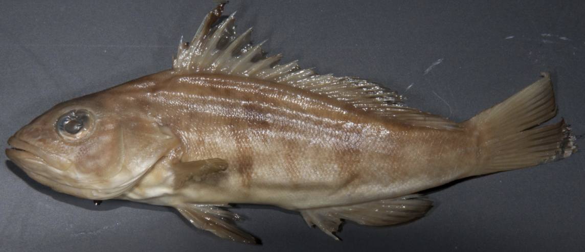 <p>!</p><p>phylum</p><p>subphylum</p><p>superclass</p><p>class</p><p>subclass</p><p>infraclass</p><p>order</p><p>family</p>
