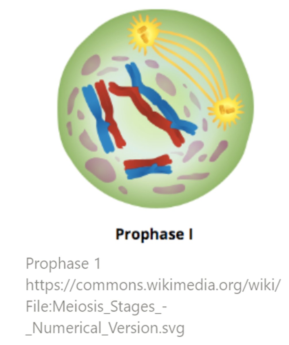 <p>prophase I</p>