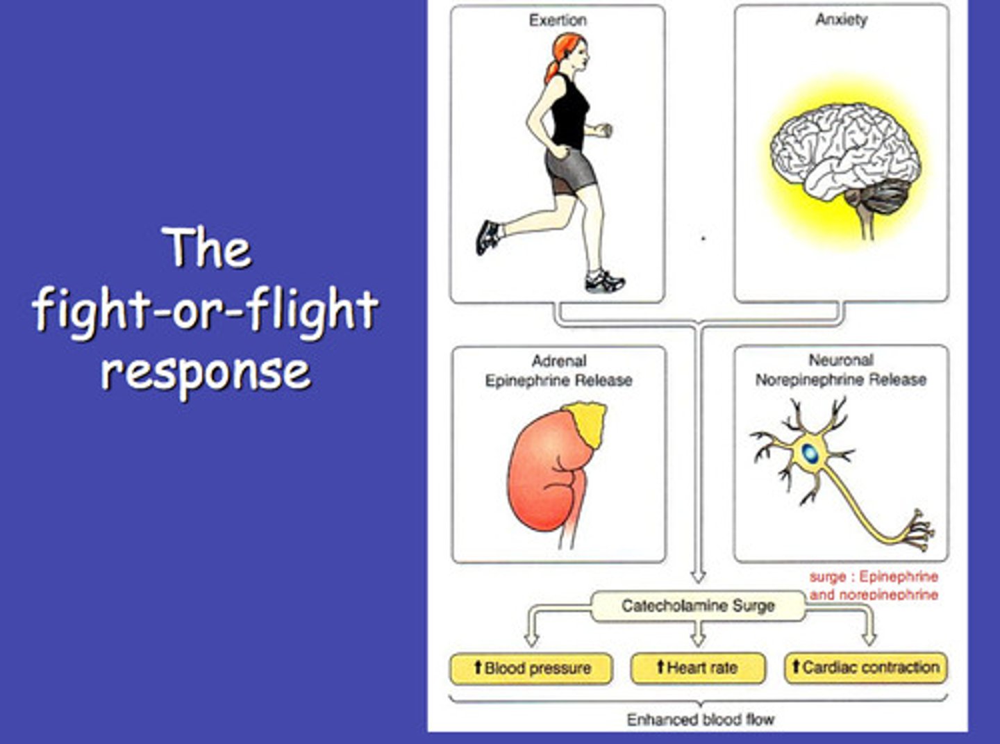 <p>the first stage of GAS when the body reacts to a stressor with protective processes (fight-or-flight response)</p>