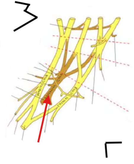 <p>What is this structure?</p>
