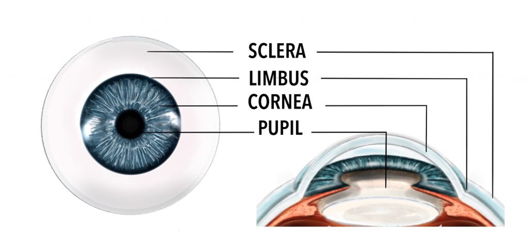 <p>outermost clear layer of eye; transparent bulging area connected to the sclera that refracts light upon entry</p>