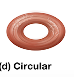 <p>encircles a structure, such as the opening of the eye, to close or constrict it when it contracts</p><p>ex: orbicularis oculi muscle</p>