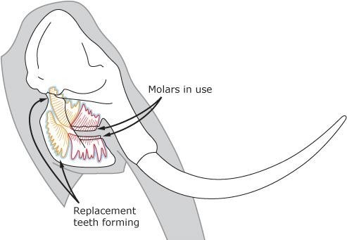 <p>Polyphyodont Tooth Replacement</p>