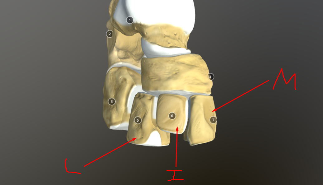 <p>cuneiforms (medial, intermediate, lateral)</p>