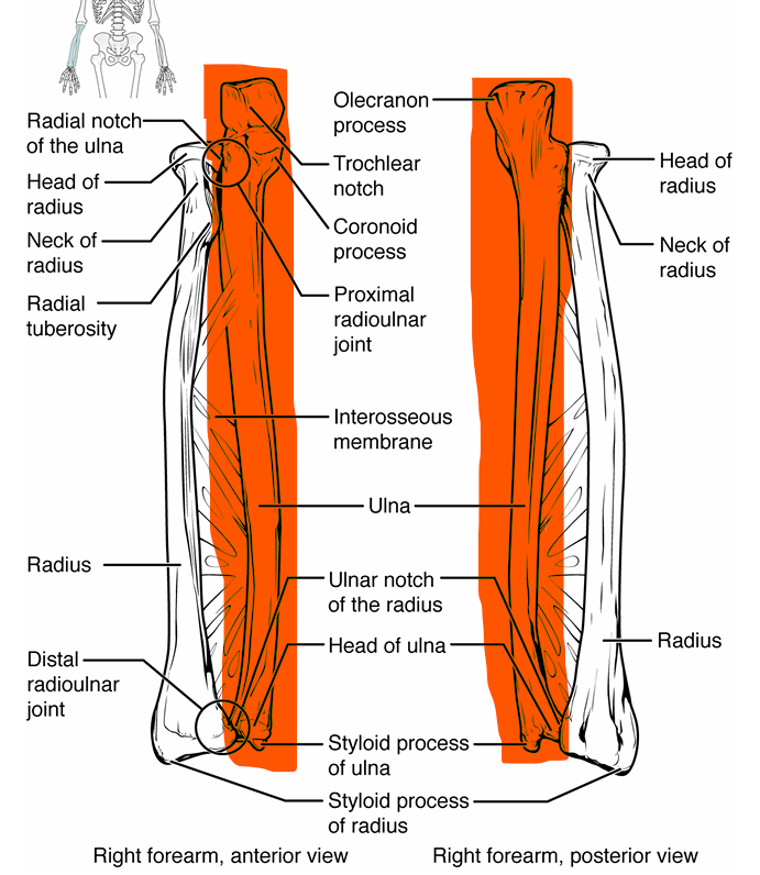 <p>lines up with pinkie finger</p><p>general shape- near elbow sticks out and up, gets narrower, bottom near wrist skinny</p><p>olecranon → sticks up from top of bone, grips humerus</p><p>trochlear notch → part of olecranon</p><p>coronoid process → sticks up from bone under olecranon, grips humerus</p><p>head → attaches to wrist</p><p>styloid process → tiny projection off head near wrist</p>