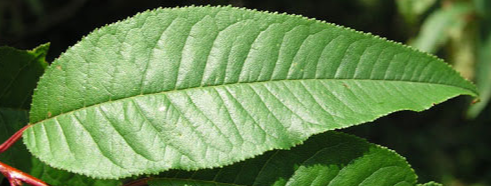 term image
