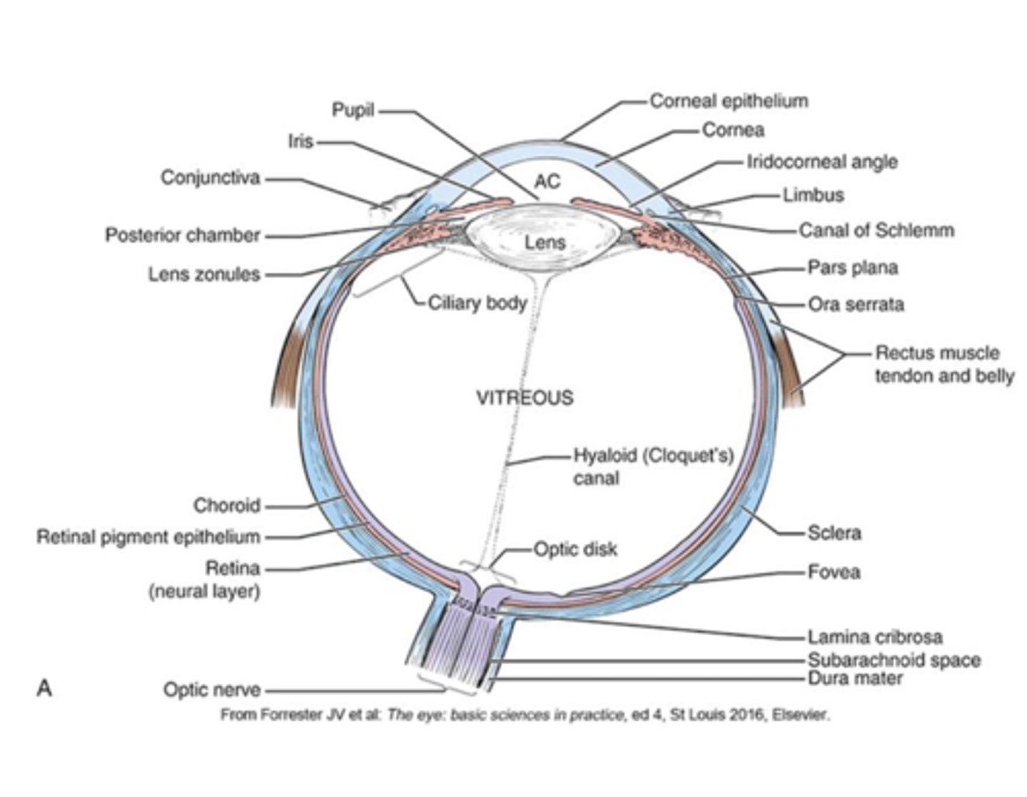 <p>lens</p>