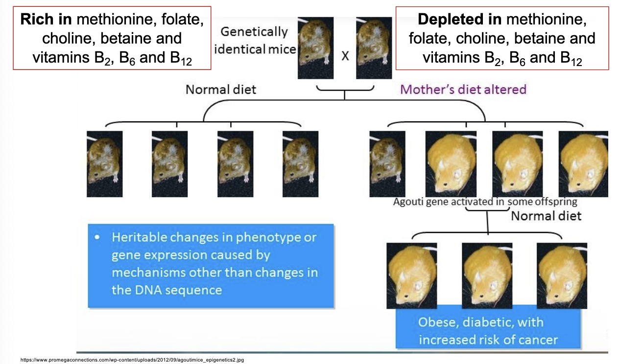 <p>The aguoti mouse are an example of what type of epigenetic inheritance?</p>