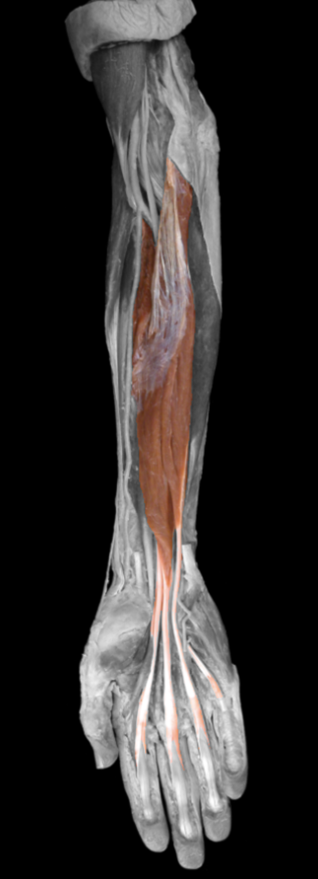 knowt flashcard image