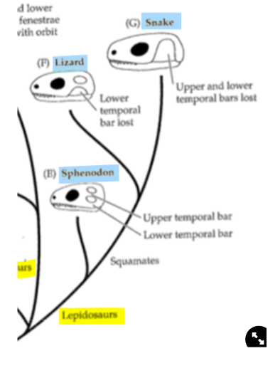 <ul><li><p><strong>Tuataras</strong>→ Sphenodonta</p></li><li><p><strong>Lizards and Snakes</strong>→ Squamates</p></li></ul>